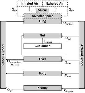 Figure: Gas PBTK  Model Schematic