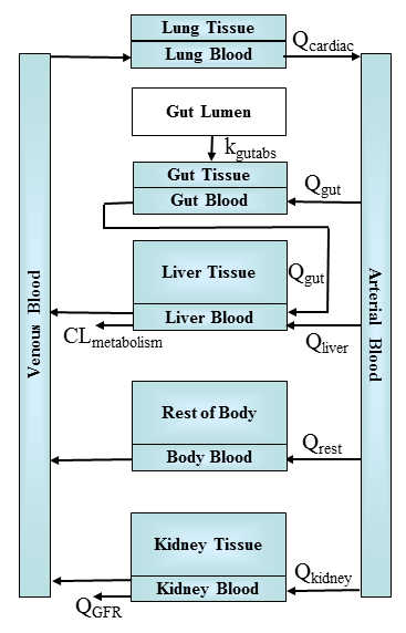 Figure: PBTK Model Schematic